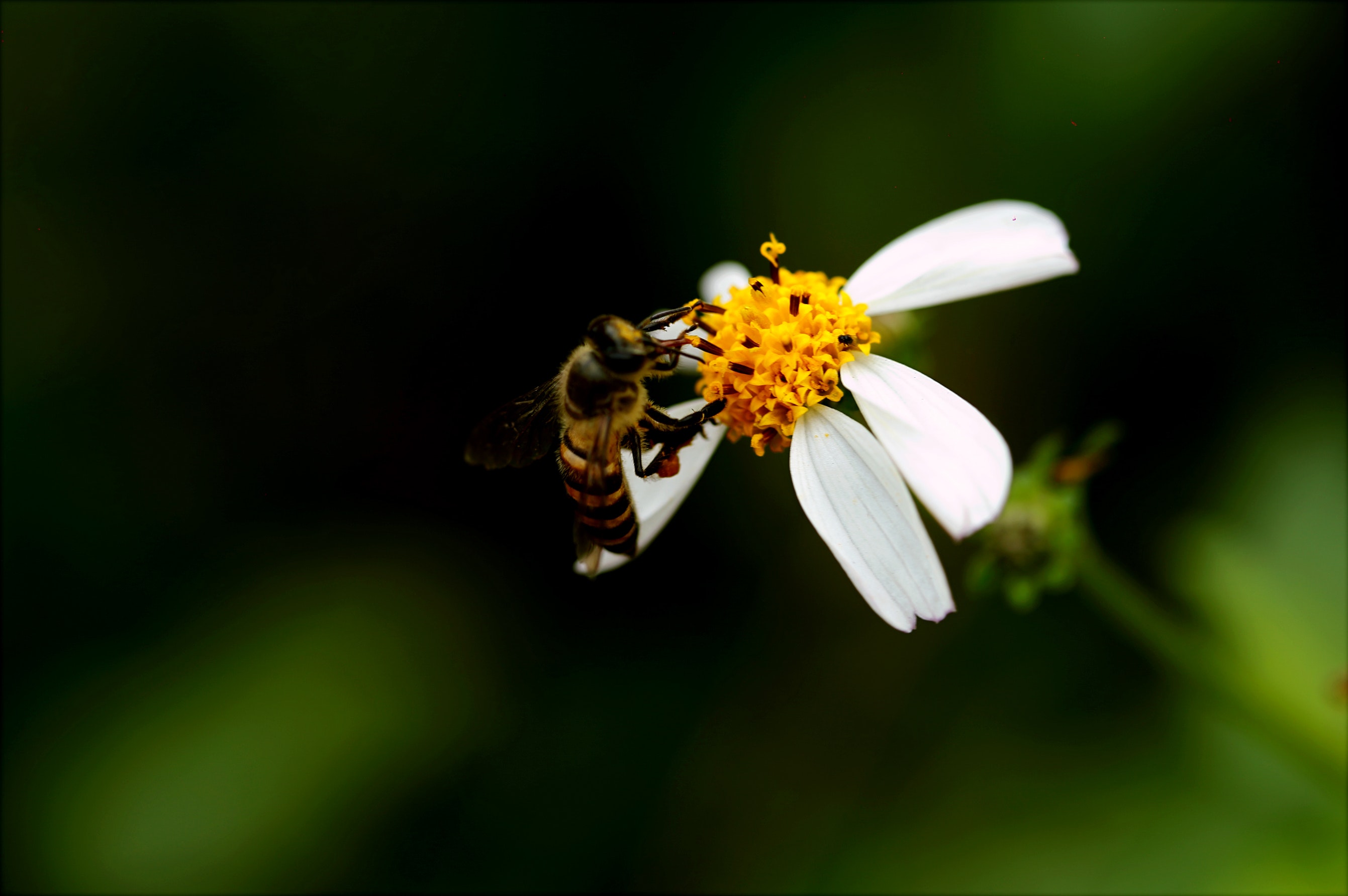 bee pollinating a flower in a garden